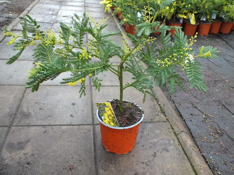 Mimosa dealbata Gaulois - žlutá mimóza - zimní mimóza 'Gaulois'