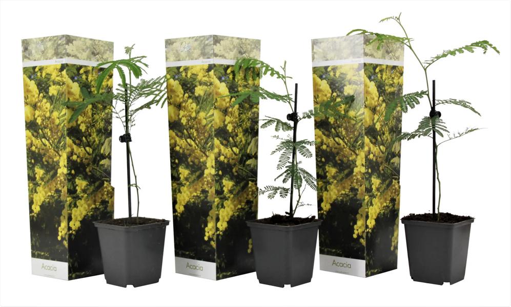 Mimosa dealbata Gaulois - žlutá mimóza - zimní mimóza 'Gaulois'