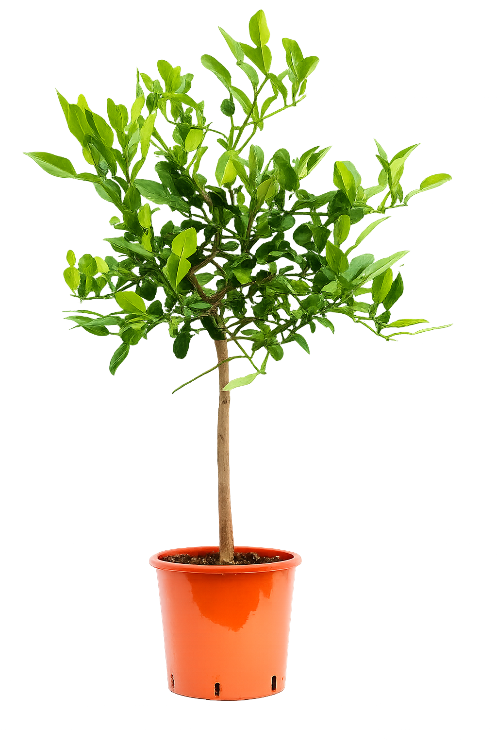 Kaffir-Limette Pflanze 70–100 cm – Citrus Hystrix / Kaffernlimette / Combava / Thai Limette – Aromatische Bio Zitruspflanze