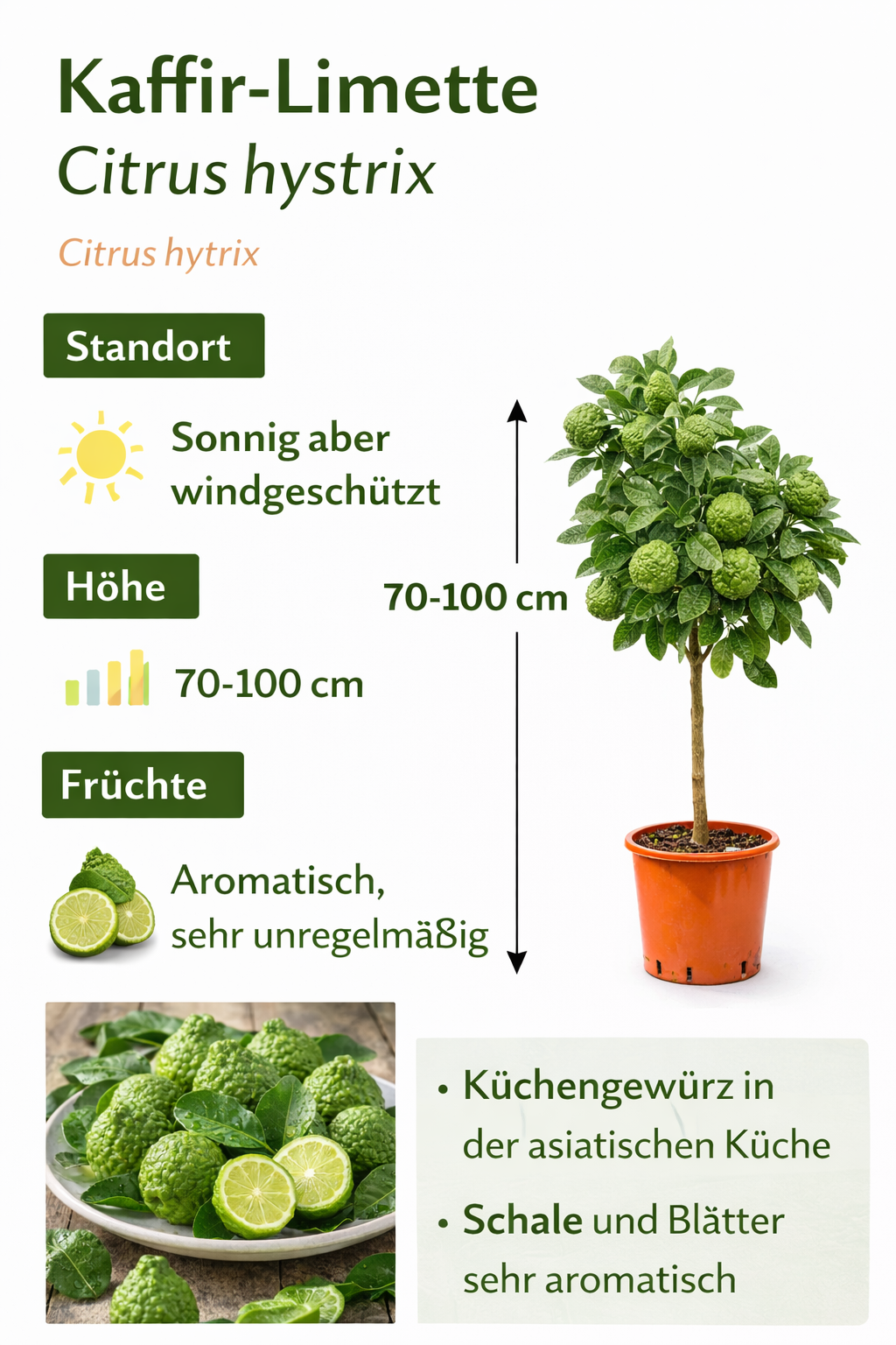 Kaffir-Limette Pflanze 70–100 cm – Citrus Hystrix / Kaffernlimette / Combava / Thai Limette – Aromatische Bio Zitruspflanze