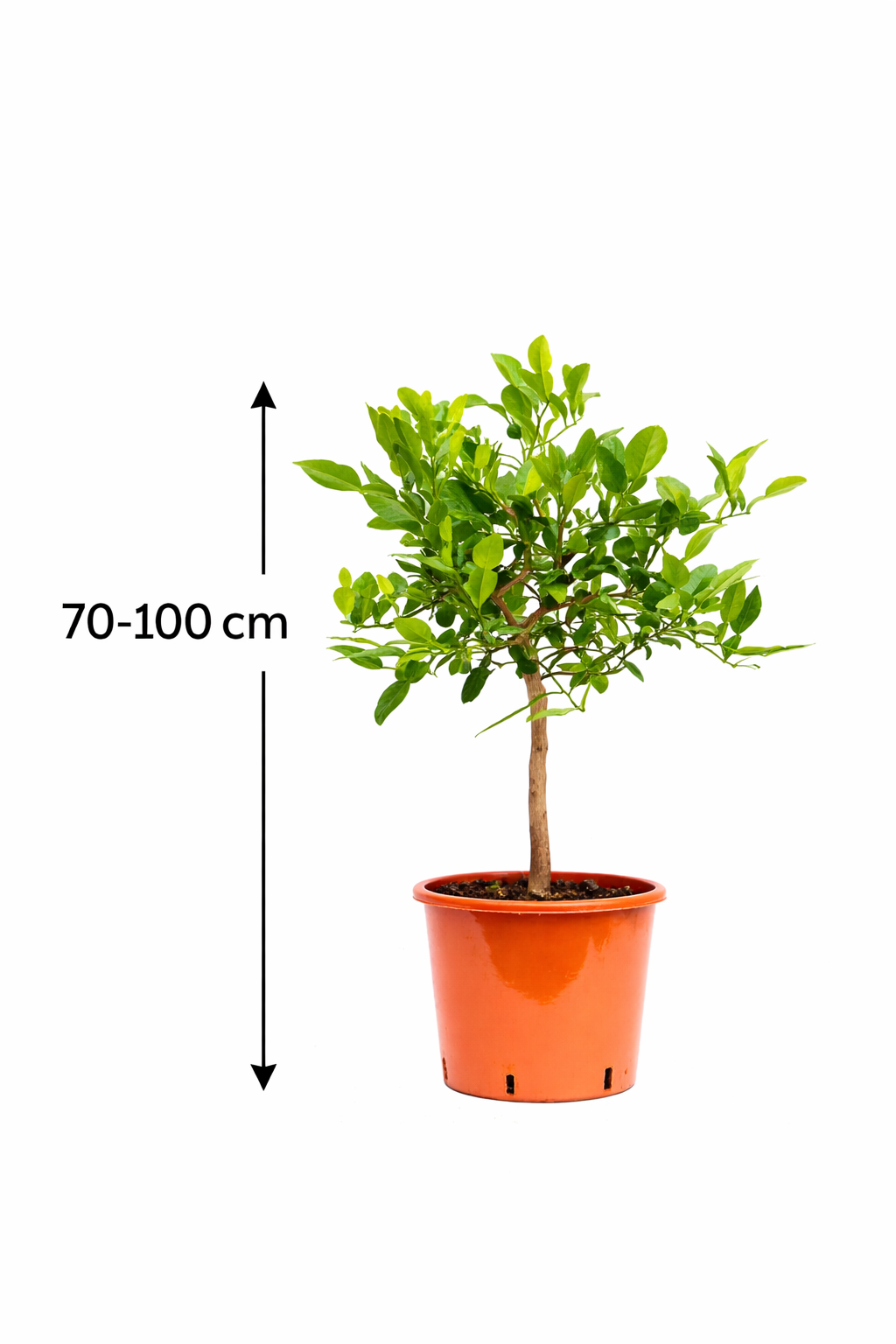 Kaffir-Limette Pflanze 70–100 cm – Citrus Hystrix / Kaffernlimette / Combava / Thai Limette – Aromatische Bio Zitruspflanze
