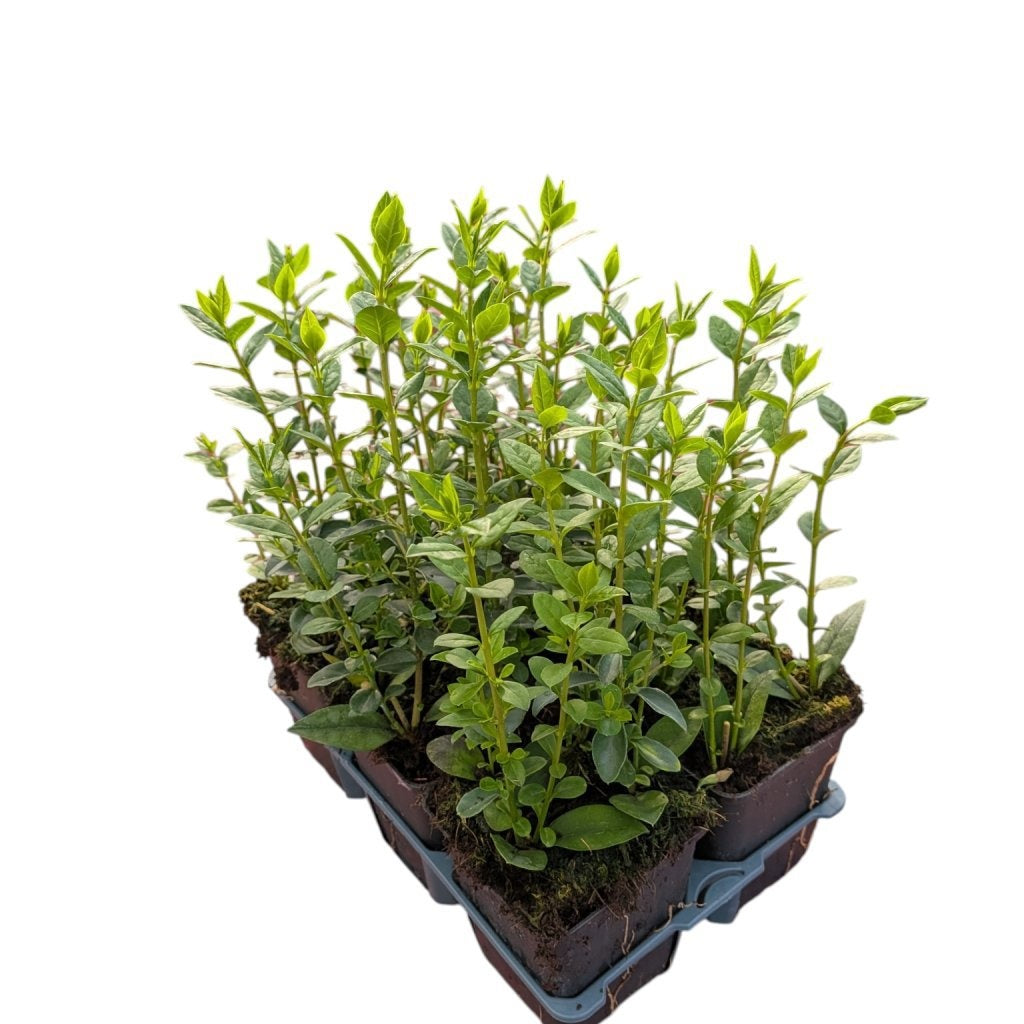 Ligustrum ovalifolium