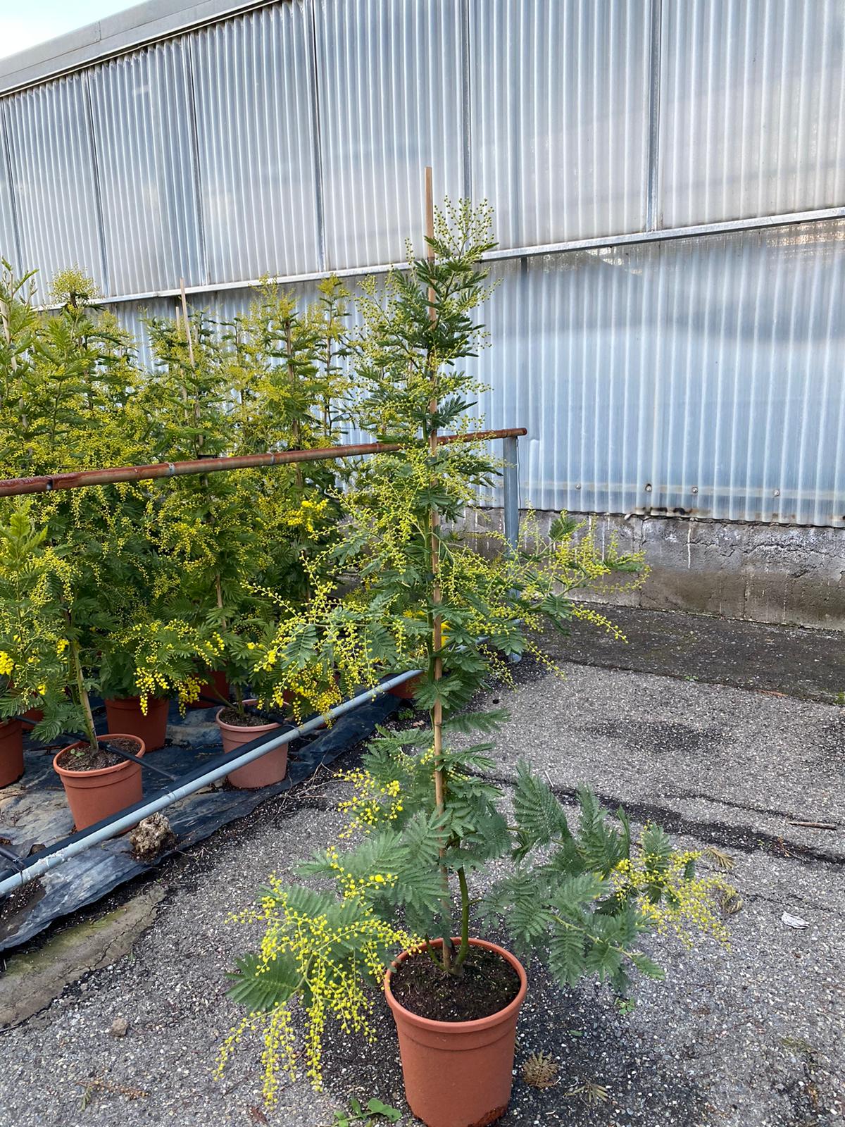 Mimosa dealbata Gaulois - žlutá mimóza - zimní mimóza 'Gaulois'