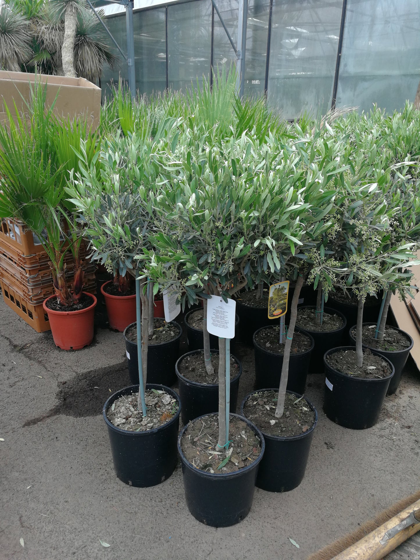 Olivenbaum - Olea Europea winterhart