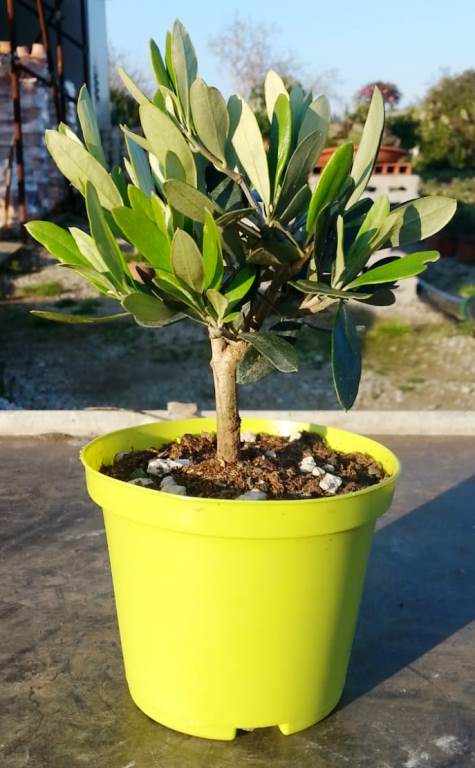 Olivenbaum - Olea Europea winterhart