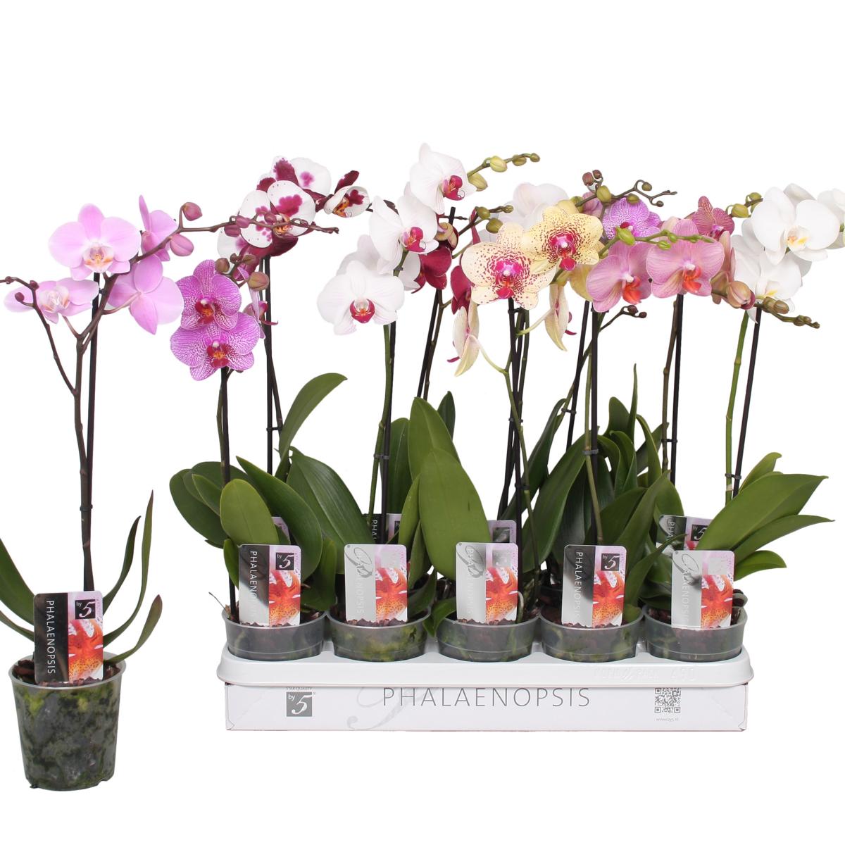 Phalaenopsis 50-60 cm 1 Trieb - Orchideen - Topforchidee