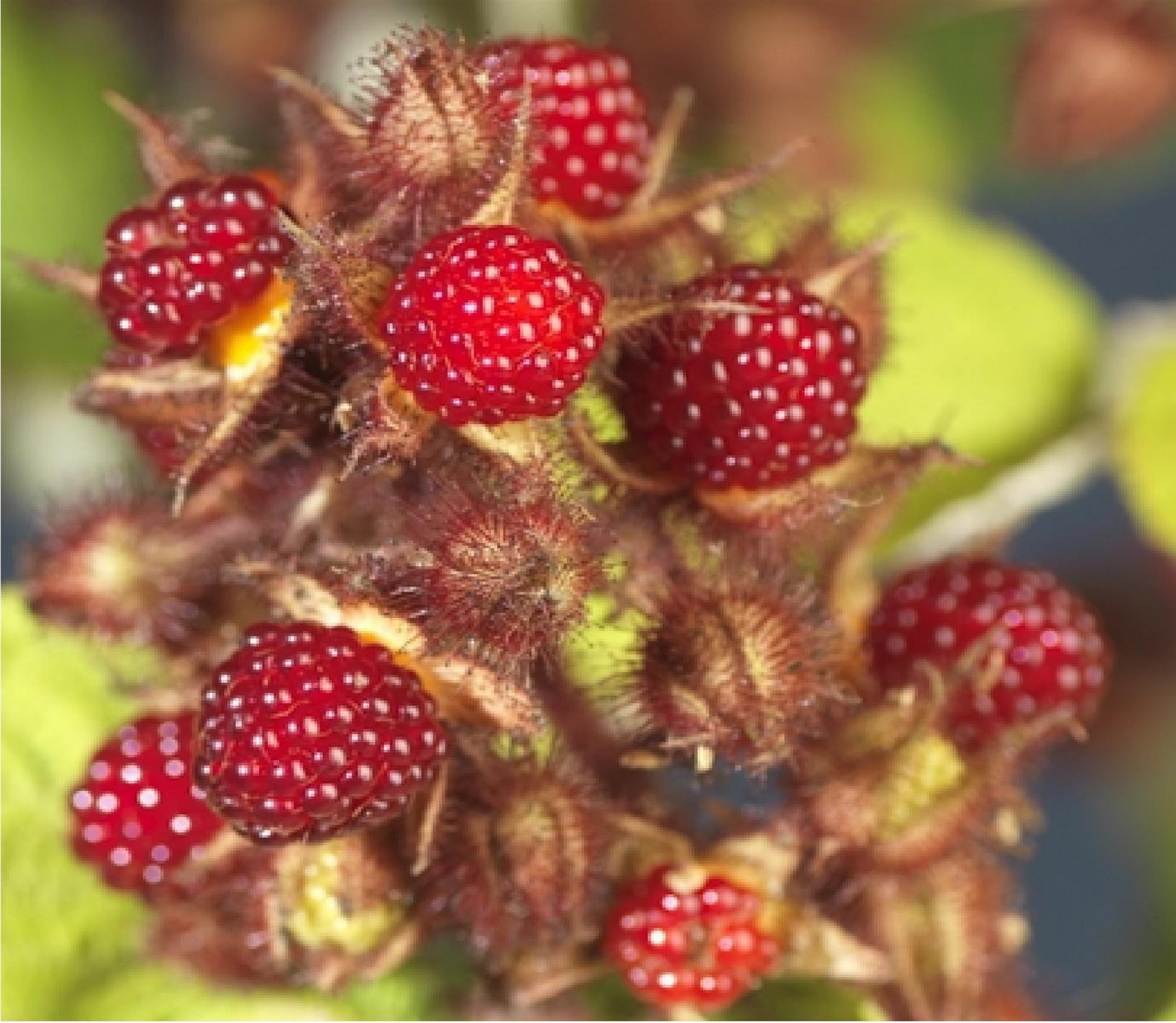 Japonský vinný bobule - Rubus Phoenicolasius