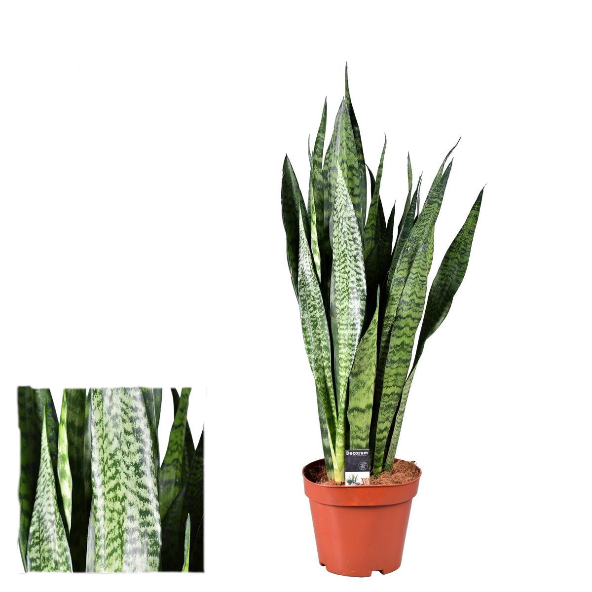 Bogenhanf Sansevieria zeylanica bessere Raumluft Zimmerpflanze