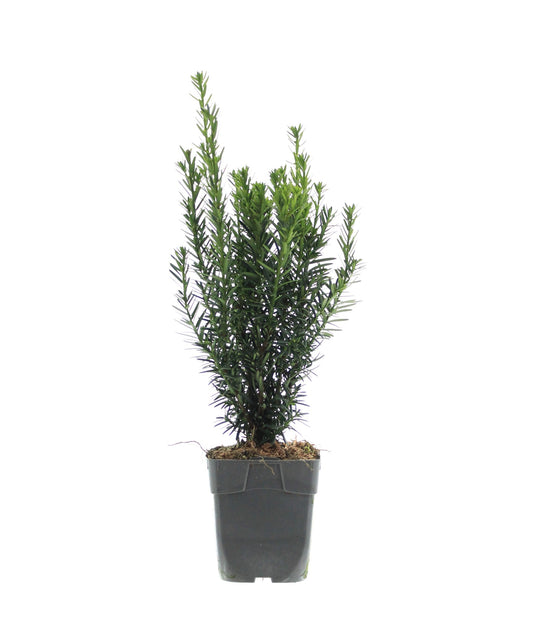 Einfassungseibe 'Hillii' ca. 25 cm - Becher-Eibe Taxus Media Hillii Bechereibe Heckenpflanze