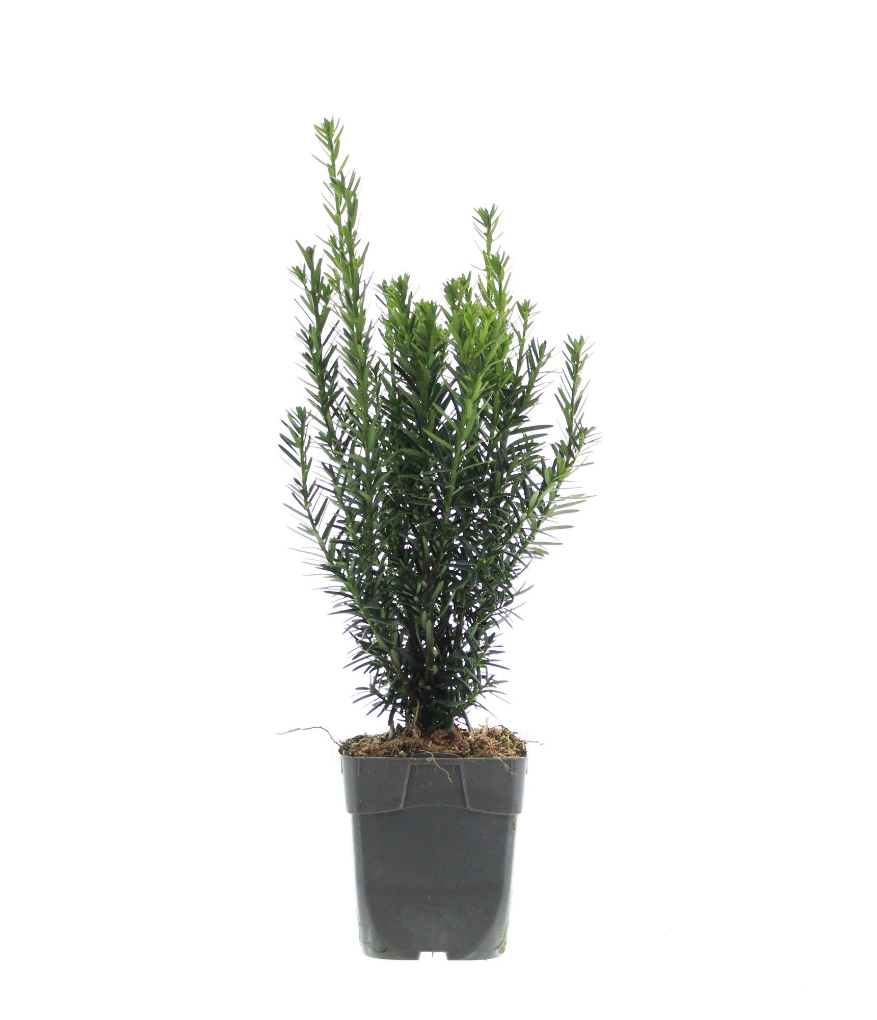 Einfassungseibe 'Hillii' ca. 25 cm - Becher-Eibe Taxus Media Hillii Be