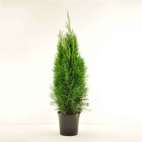 thuja im blumenkasten Thuja occidentalis Smaragd