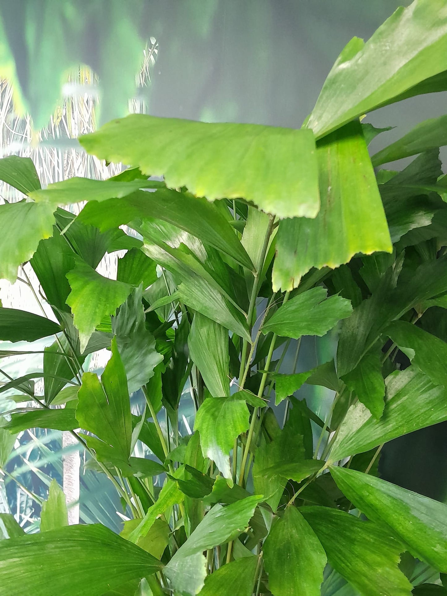 Fischschwanzpalme - Caryota mitis - Brennpalmen - Zimmerpflanze
