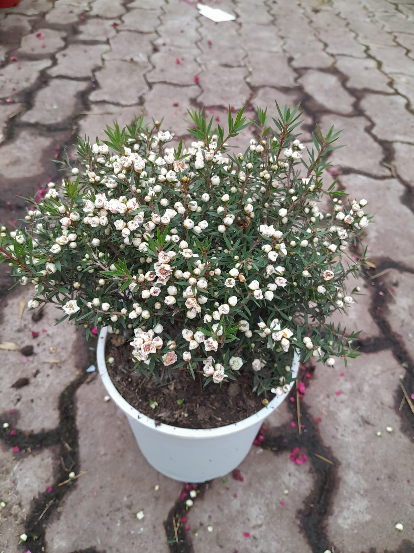 Südseemyrte 25-30 cm Leptospermum scoparium - Manuka