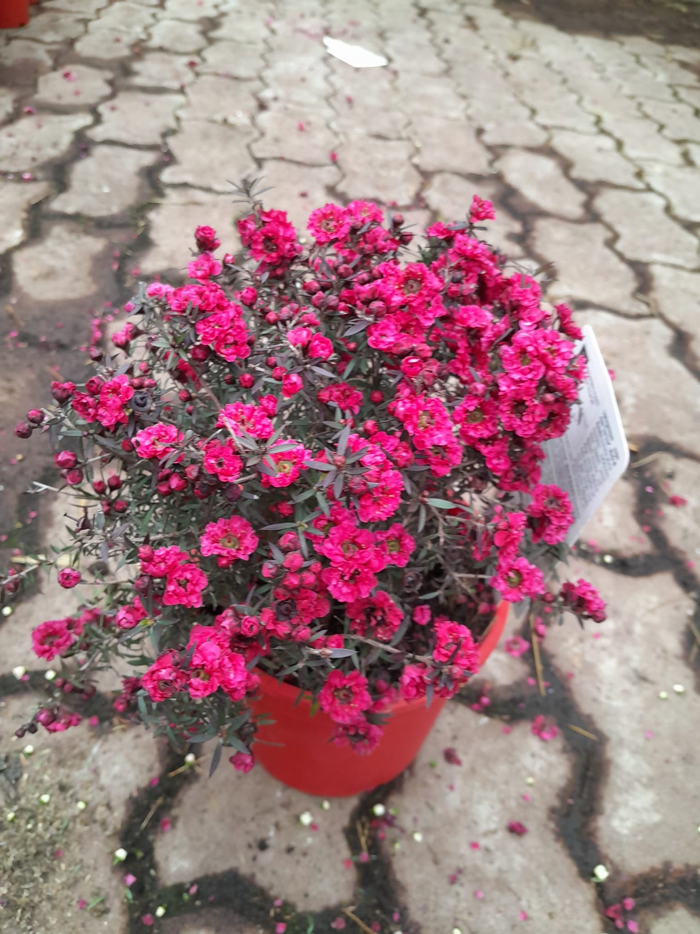 Südseemyrte 25-30 cm Leptospermum scoparium - Manuka