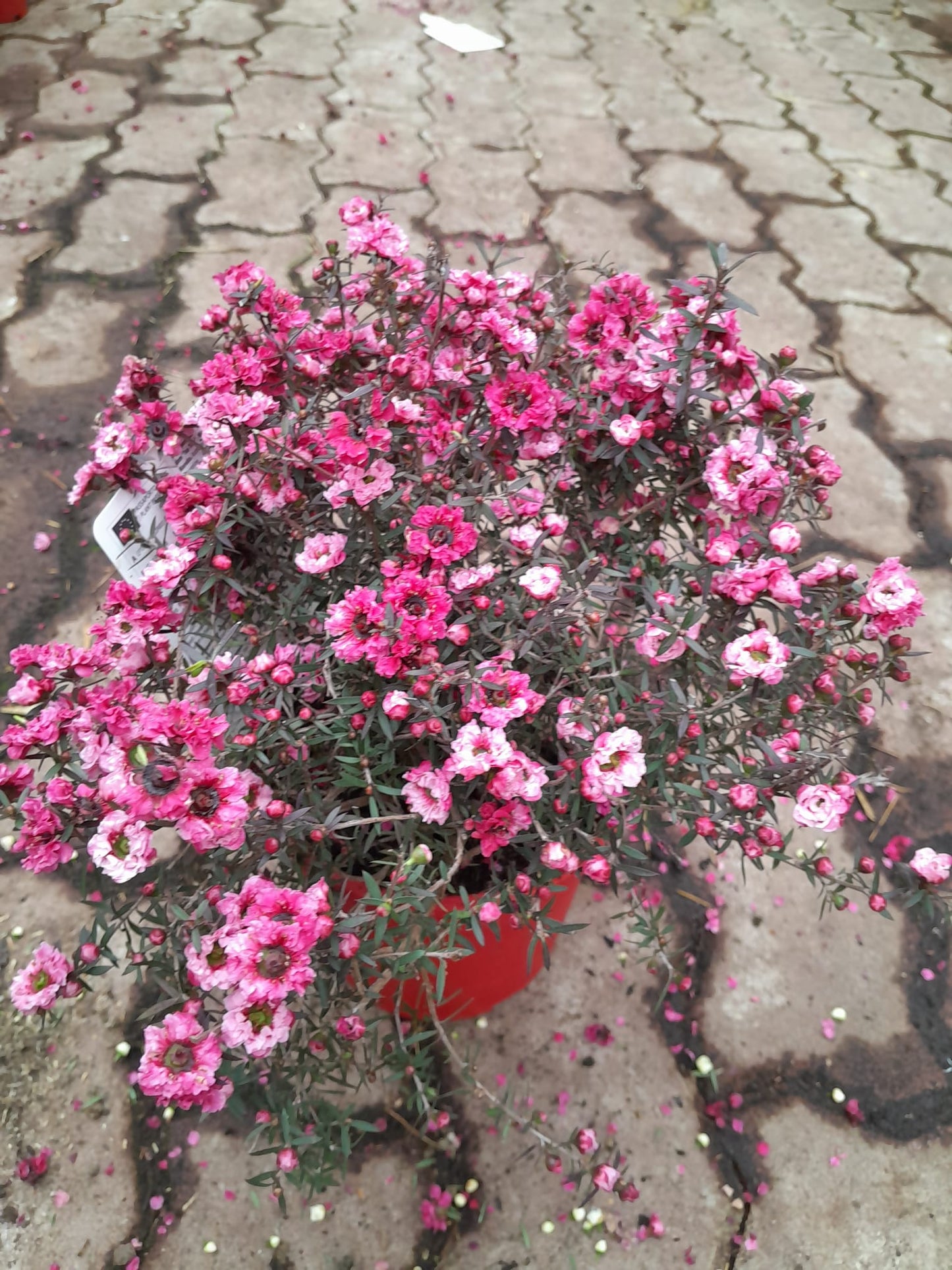 Südseemyrte 25-30 cm Leptospermum scoparium - Manuka