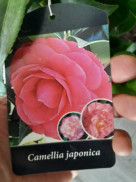 Camellia – Kamelie mit vielen Blüten, 40-60 cm, Winterhart & Immergrün für Garten und Terrasse