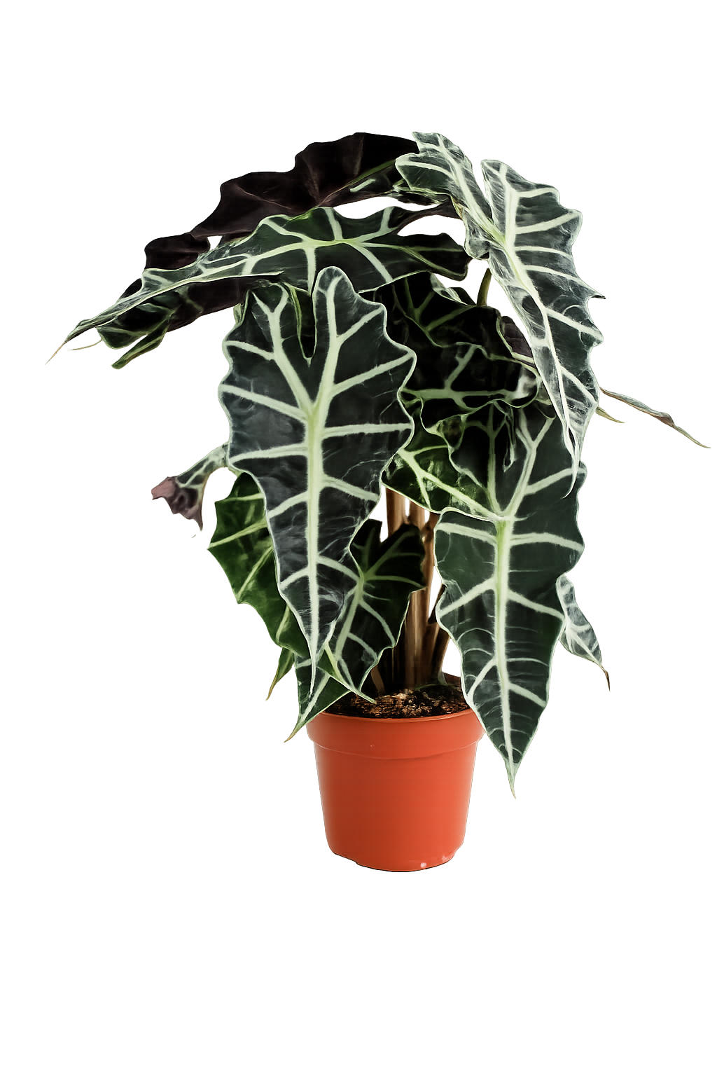 Alocasia polly 35 cm šípovitý list sloní ucho tropický kořen