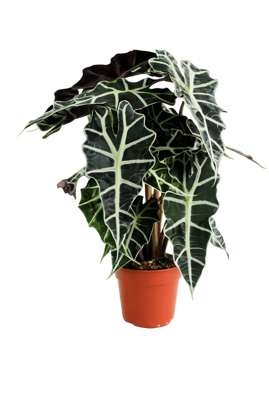 Alocasia polly 35 cm Pfeilblatt Elefantenohr Tropenwurz