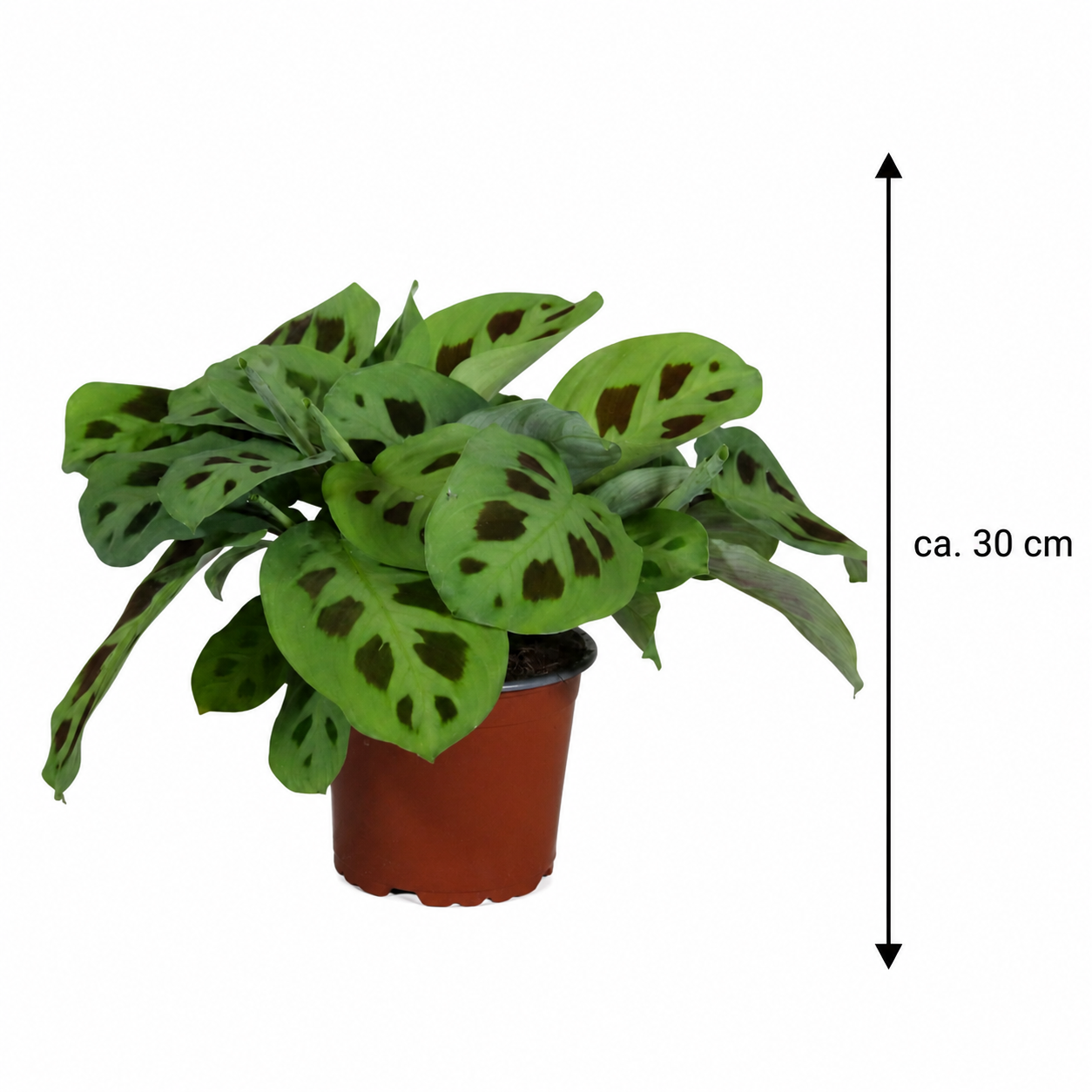 Maranta leuconeura Kerchoveana" 30 cm ZELENÁ Maranta - Maranta - Arrowroot