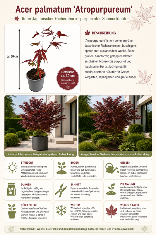 Acer palmatum ‘Atropurpureum’ ca. 30 cm – Roter Japanischer Fächerahorn für Garten, Terrasse und Kübel