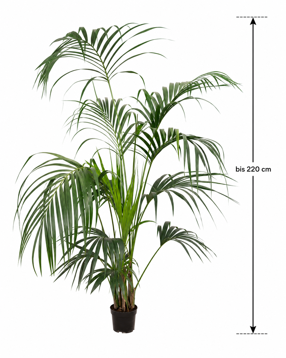 XXL Kentia Palme bis 220 cm – Howea forsteriana Zimmerpalme Indoor Palme große Wohnzimmerpalme