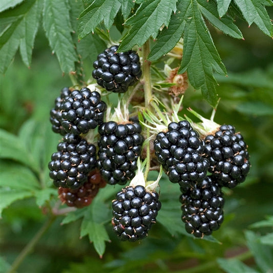 Dornenlose Brombeere 'Rubus Oregon Thornless' ca. 60 m – Stachelfreie Genussfreude für Ihren Garten