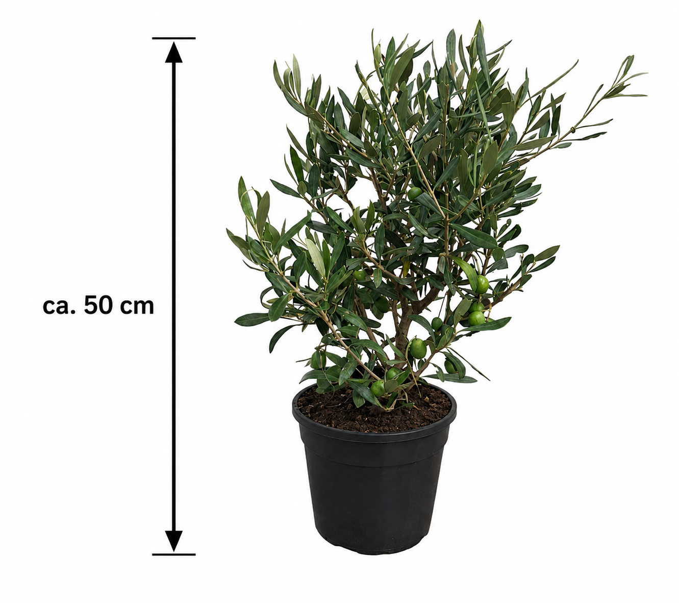 Olivenbaum Busch (Olea europaea) ca. 50 cm – Echter Olivenbaum, Mediterrane Kübelpflanze für Balkon, Terrasse, Wintergarten & Garten