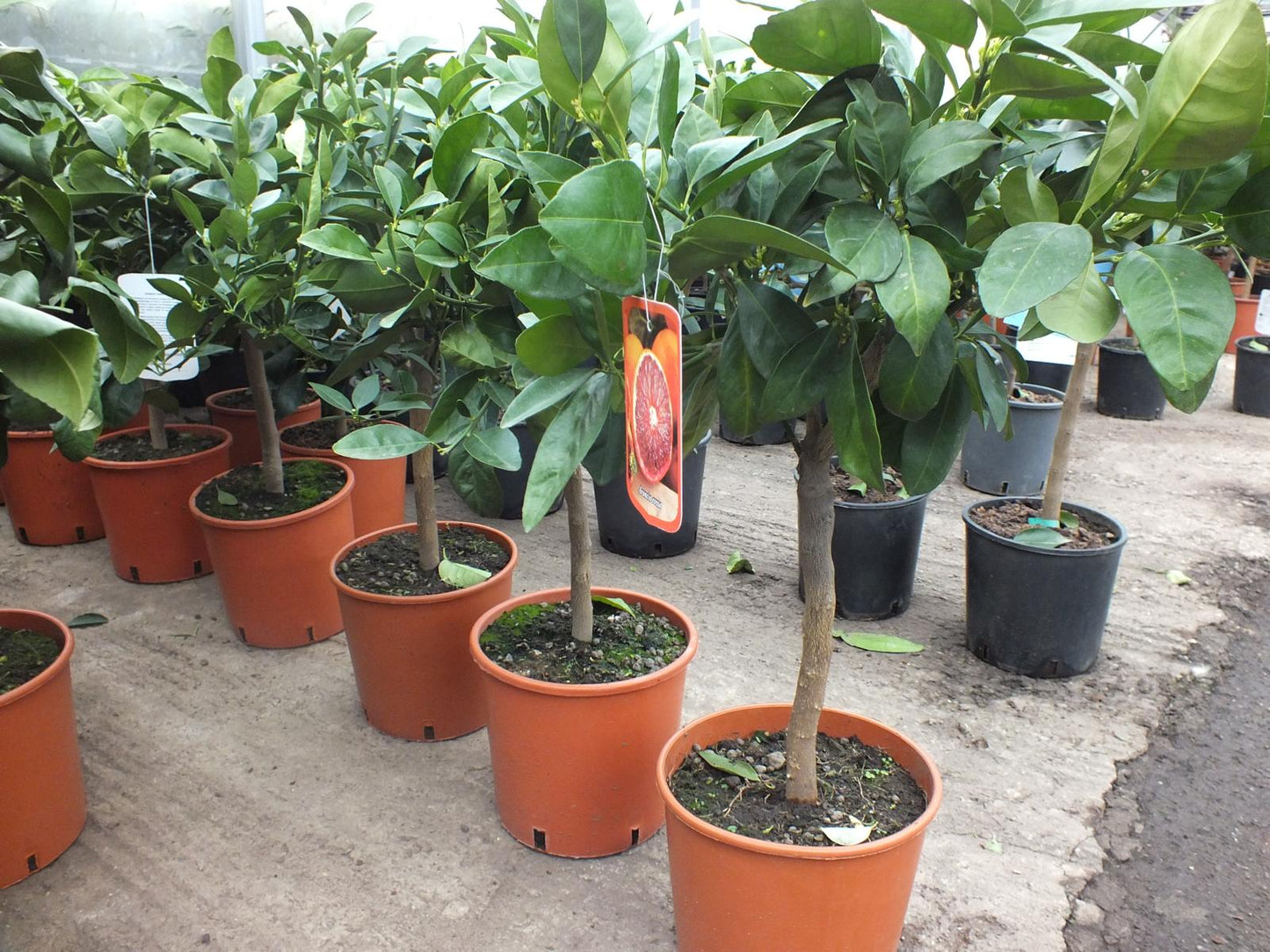 Citrus sinensis  Sanguinello 80-100 cm - Blut-Orange