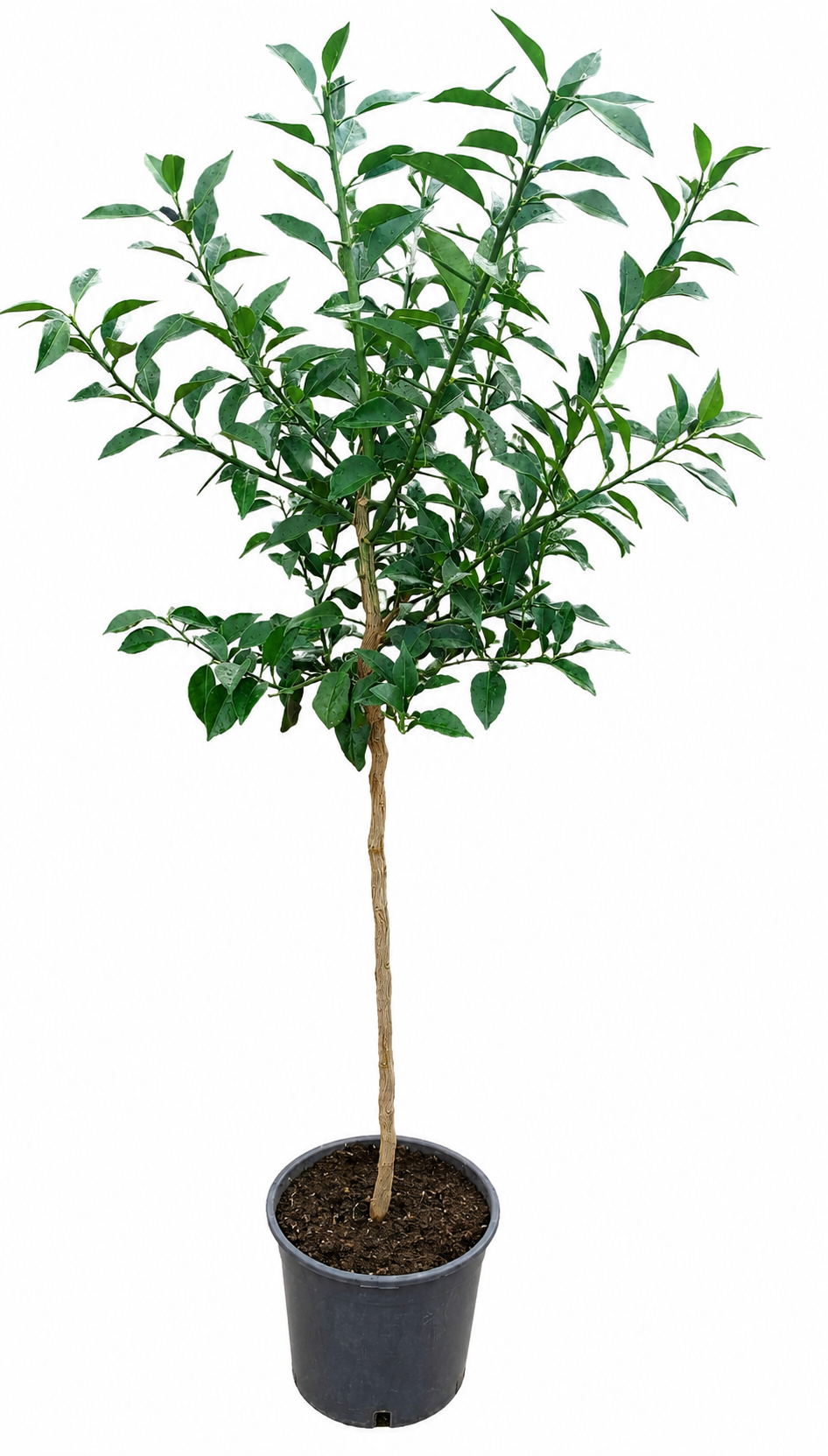 Citrus x junos - Yuzu 130-160 cm - Mrazuvzdorná odrůda citrusů do -12°C - roubovaná / DOPRAVA ZDARMA