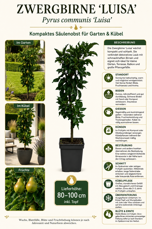 Zwergbirne Luisa 80–100 cm – Pyrus communis – kompakter Birnenbaum und Säulenobst für Garten, Terrasse und Kübel