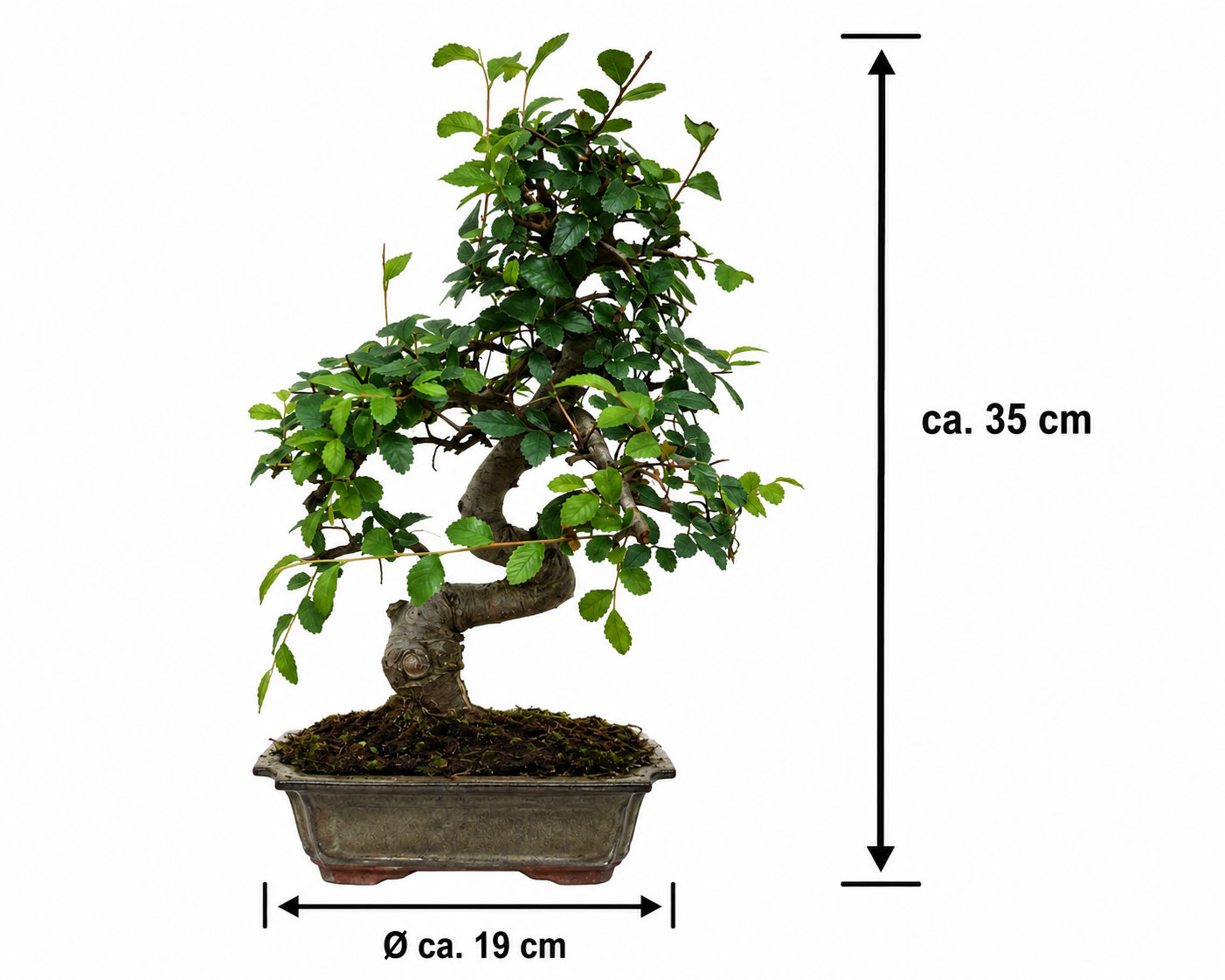 Zelkova parvifolia Bonsai ca. 35 cm – Chinesische Ulme, Indoor Bonsai, 9 Jahre alt inkl. Untersetzer