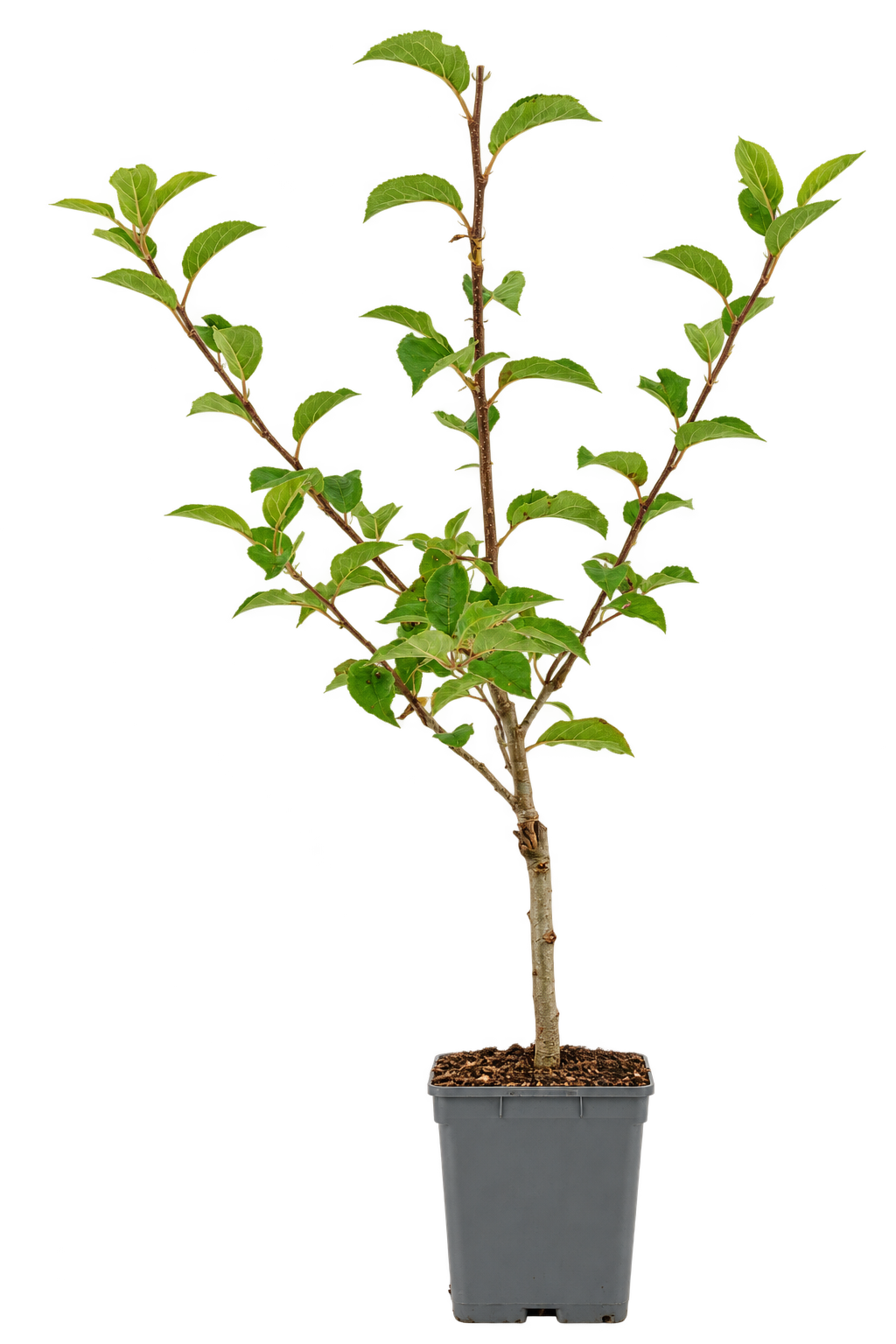 Apfelbaum ‘Granny Smith’ – Malus domestica | Grüner, knackiger Apfel | 100–120 cm inkl. Topf