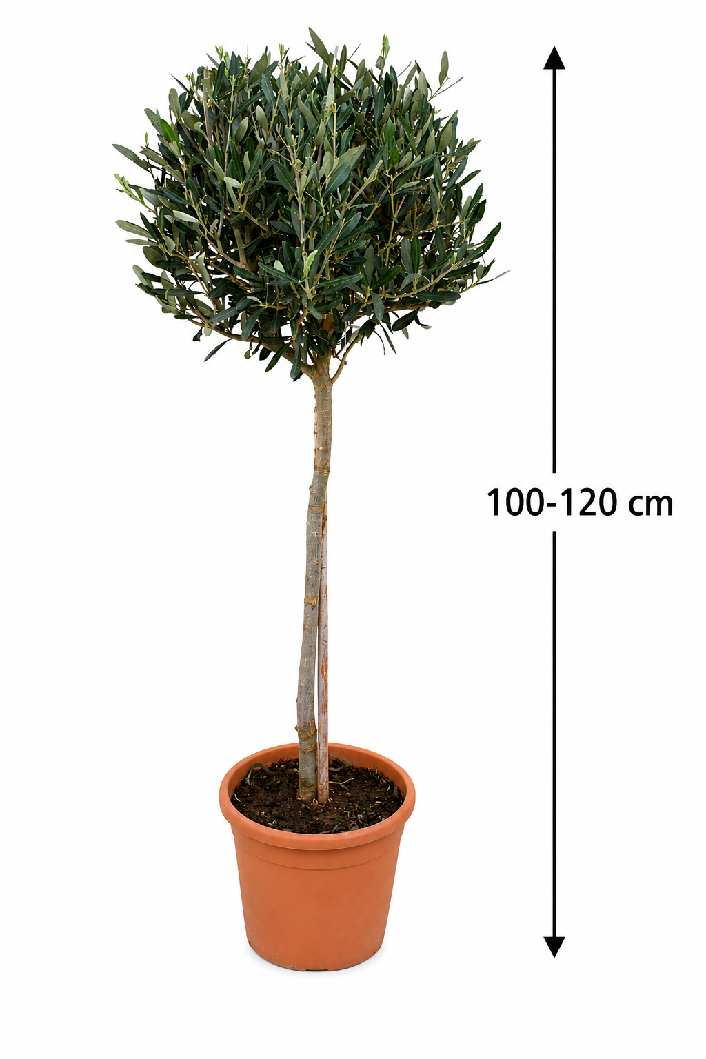 Kmen olivovníku 100-120 cm – Středomořský olivovník do zahrady, na balkon a terasu