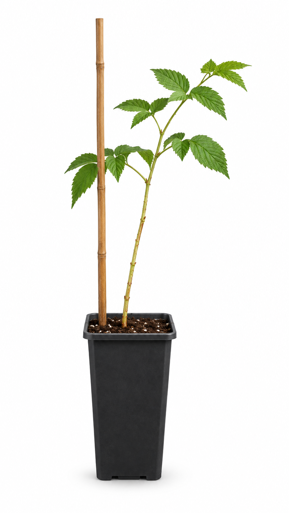 Himbeere ‘Tulameen’ 50–70 cm – Rubus idaeus Sommerhimbeere mit aromatischen Früchten