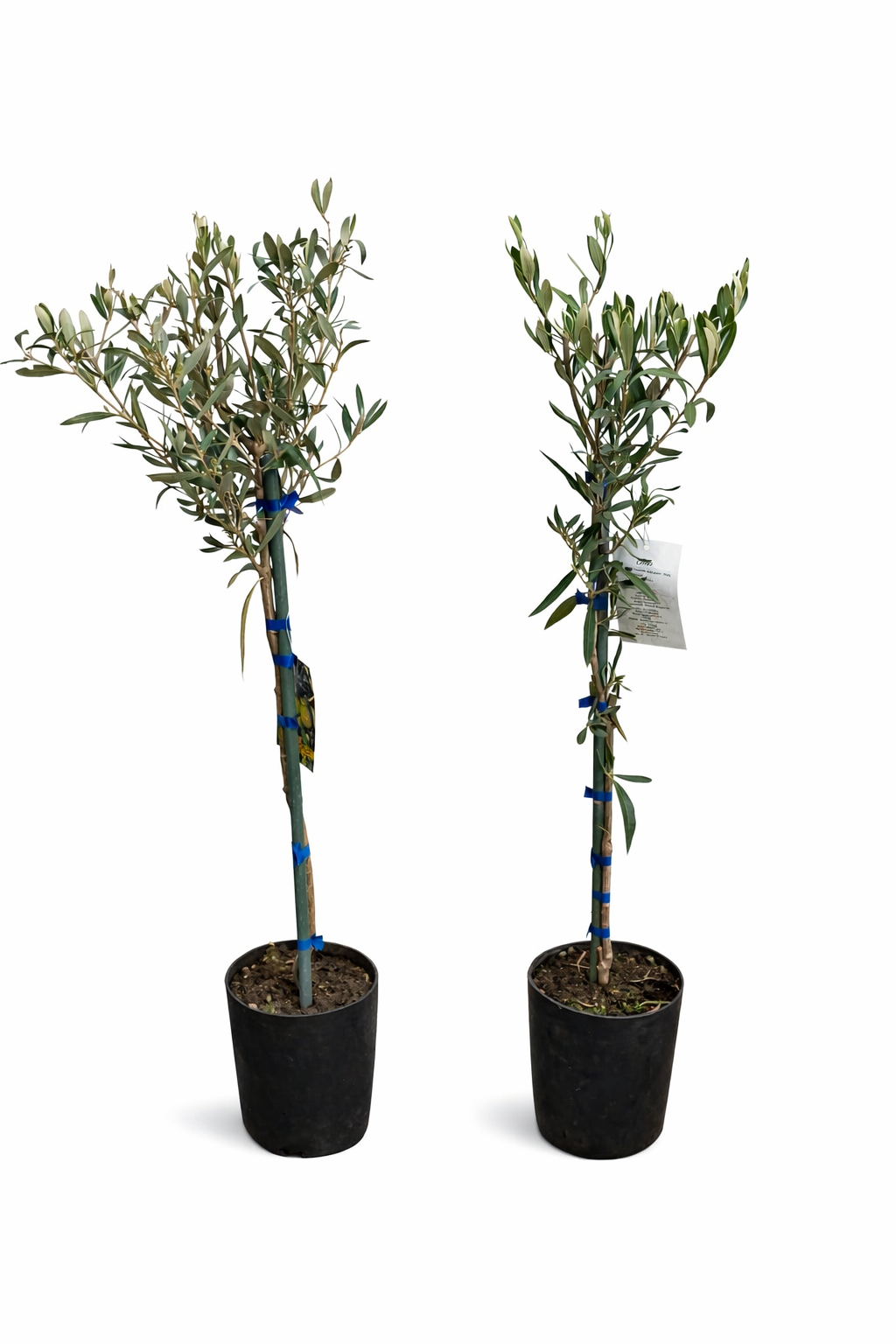 2x Olivenbaum 80–100 cm Olea europaea – Echter Olivenbaum, Mediterrane Pflanze, Winterhart im Kübel, Olivenpflanze