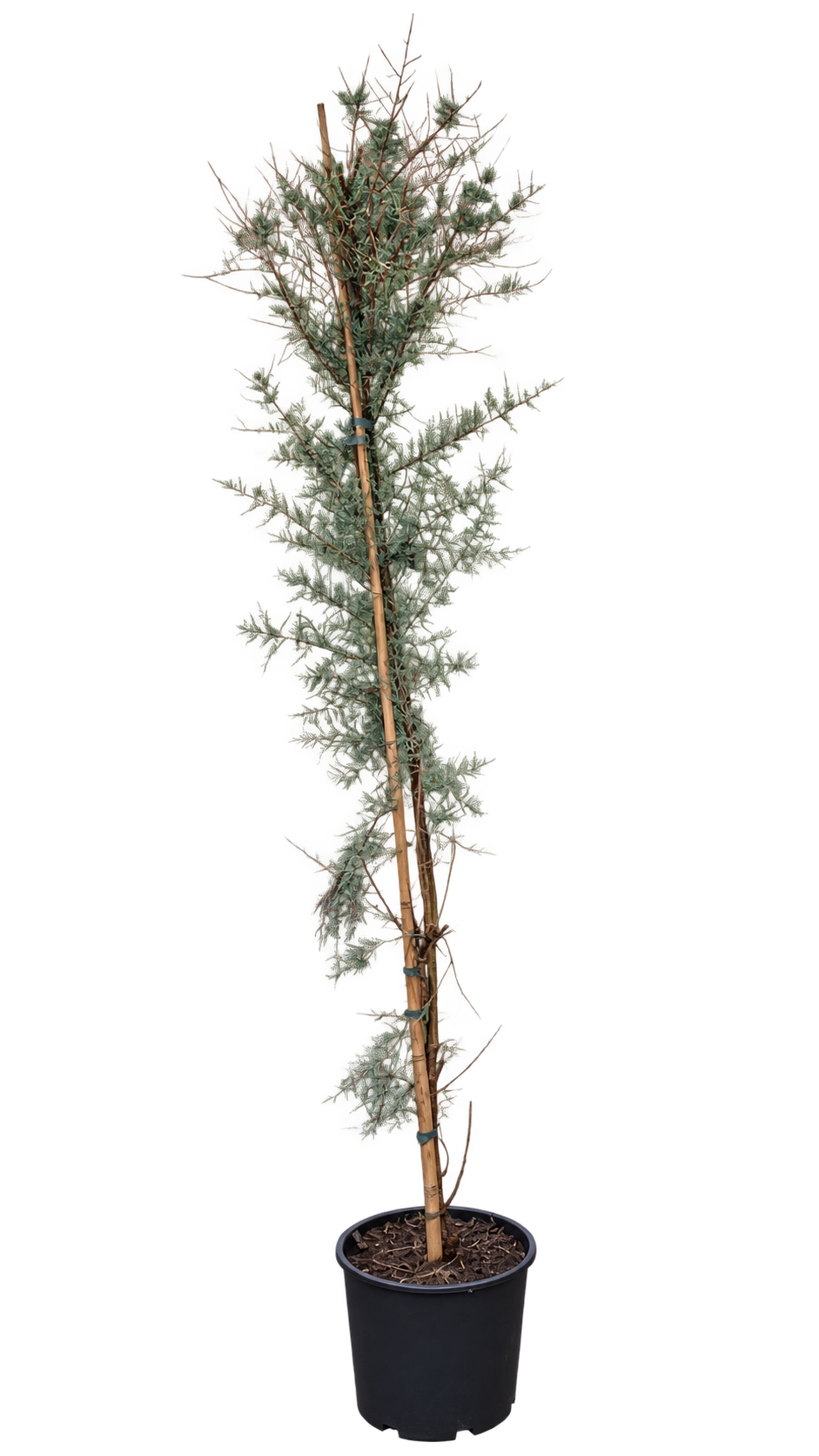 Tamariske ‘Pink Cascade’ – Sommer-Tamariske mit rosa Blüten – winterharter Zierstrauch – ca. 200 cm inkl. Topf