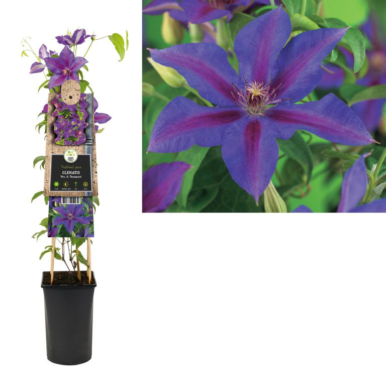 Clematis Mrs N Thompson – Großblumige Waldrebe, Kletterpflanze 30–50 cm, violett-rosa Blüten, winterhart