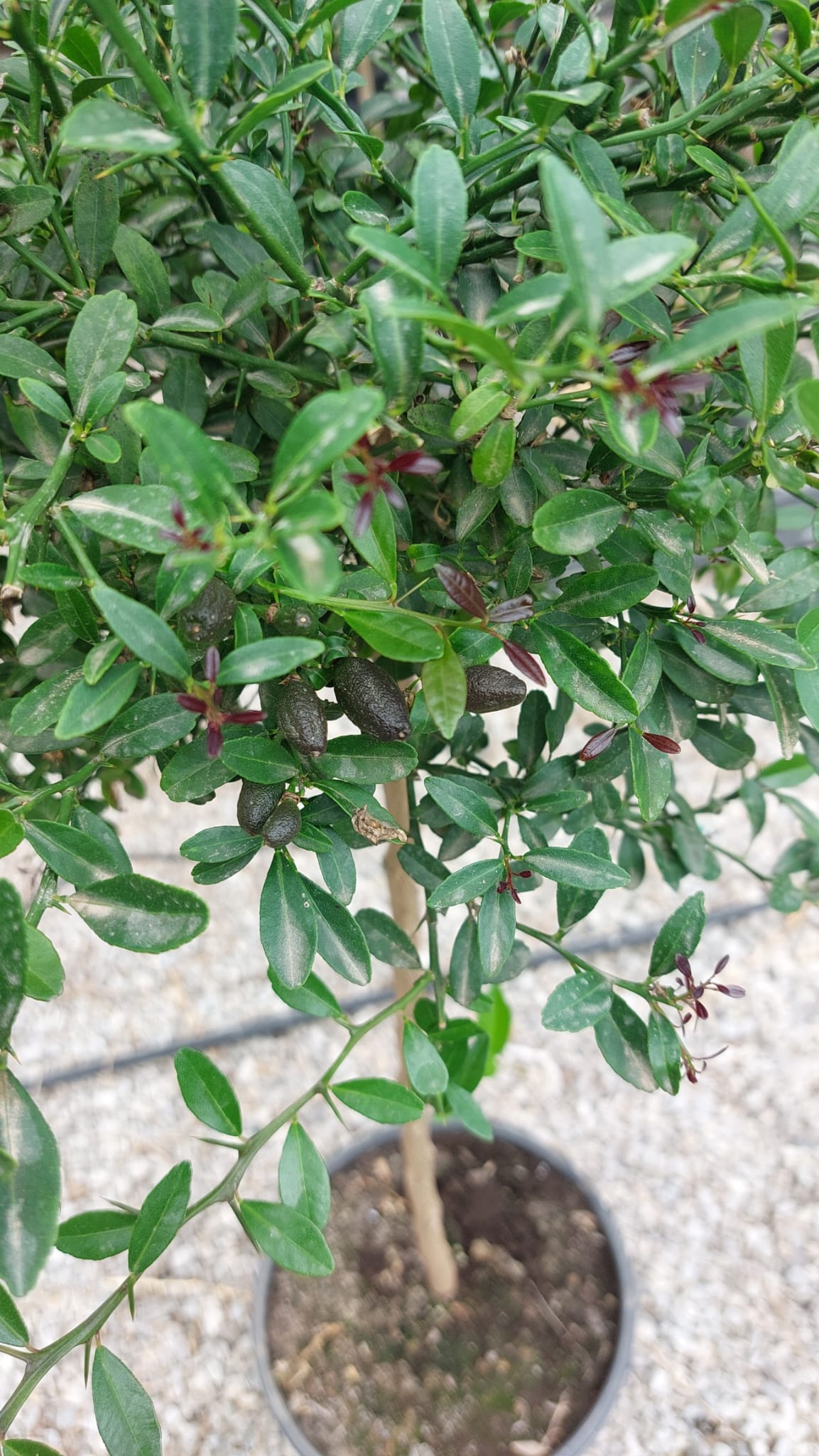 Australische Fingerlimette Durham's Emerald 120-140 cm - Kaviar Limette - Caviar-Limette - grünes Fruchtfleisch - teilweise mit Früchten / VERSANDKOSTENFREI