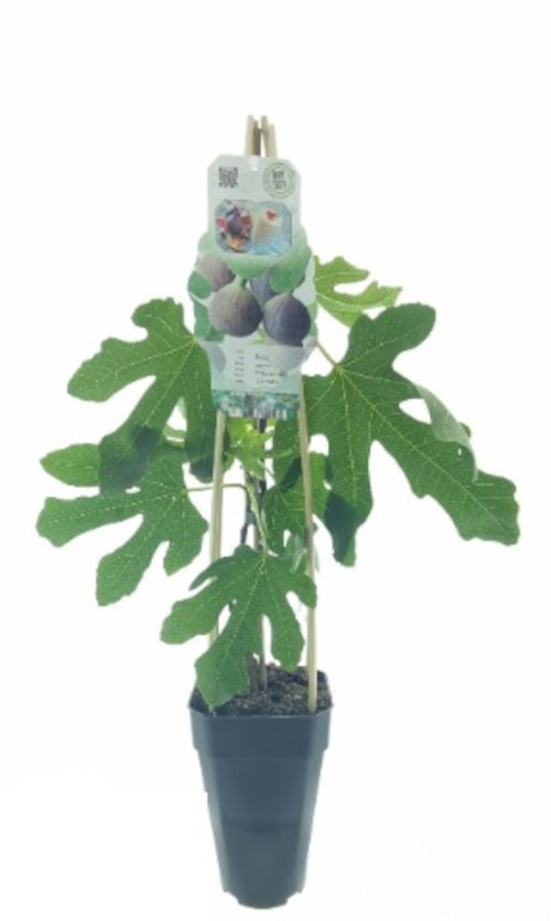 Feige 'Precoce de Dalmatie' 50-60 cm Ficus carica Precoce de Dalmatie - selbstfruchtend