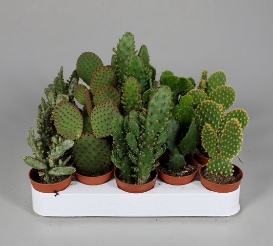 10 Stück Opuntia Kaktus ca. 10 cm - Pflegeleichte Zimmerpflanze für Ihr Zuhause