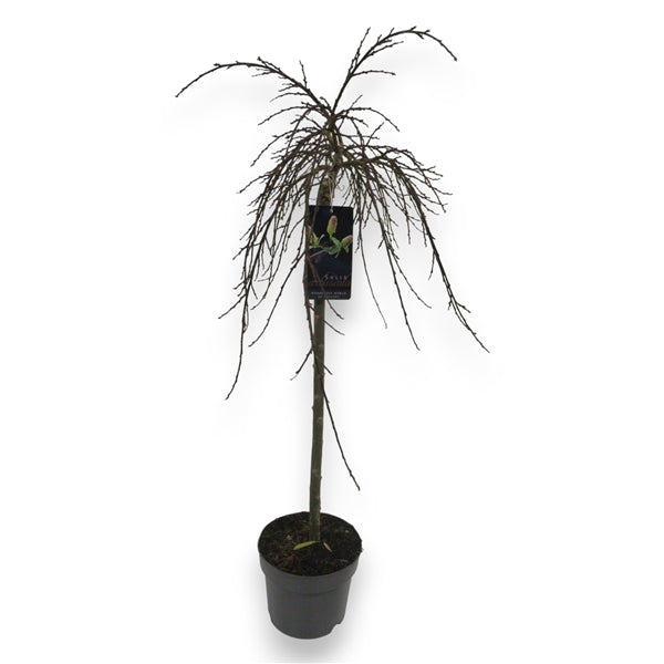 Severská stromová vrba (Salix arbuscula) jako okrasná dřevina, cca. 80 cm – odolná zakrslá vrba do zahrady a květináčů.