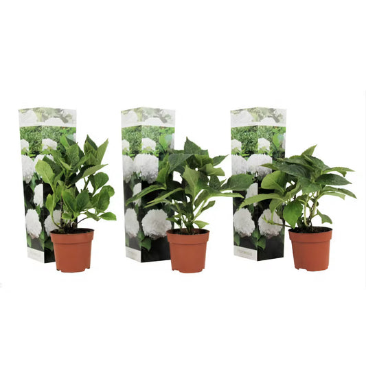 3 Pflanzen im Set Hydrangea „Wudu“ – Edle Gartenhortensie | Bauernhortensie | Ballhortensie