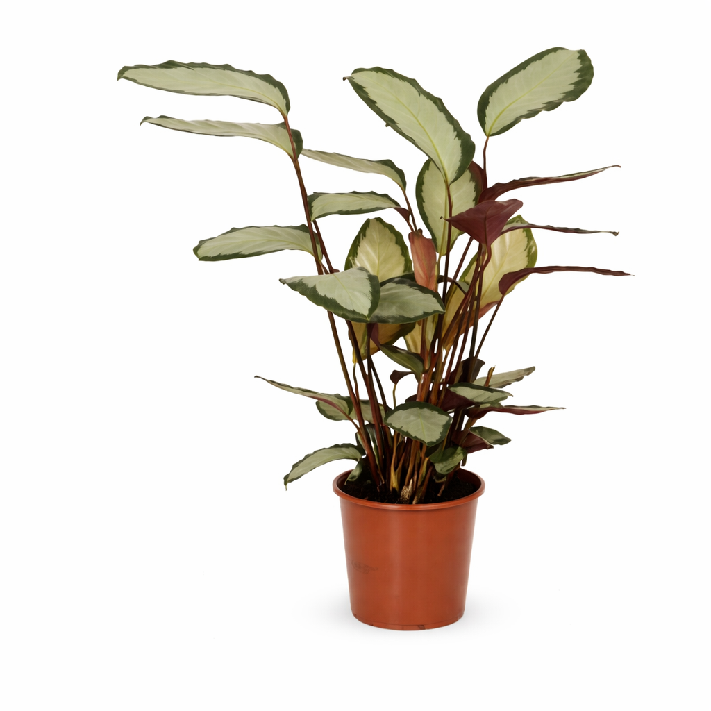 Calathea picturata 'Argentea' cca. 40 cm - Maranta - Zelená rostlina - Pokojová rostlina - Vhodné pro domácí mazlíčky