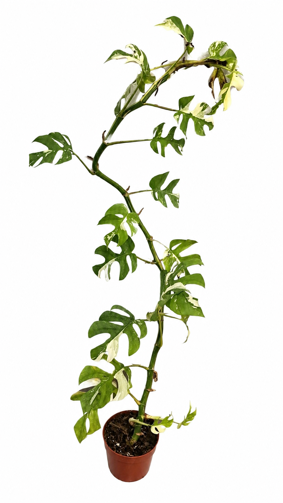 Rhaphidophora Tetrasperma Variegata 60–80 cm – Variegierte Mini Monstera, Monstera Ginny, Zimmerpflanze mit Panaschierung