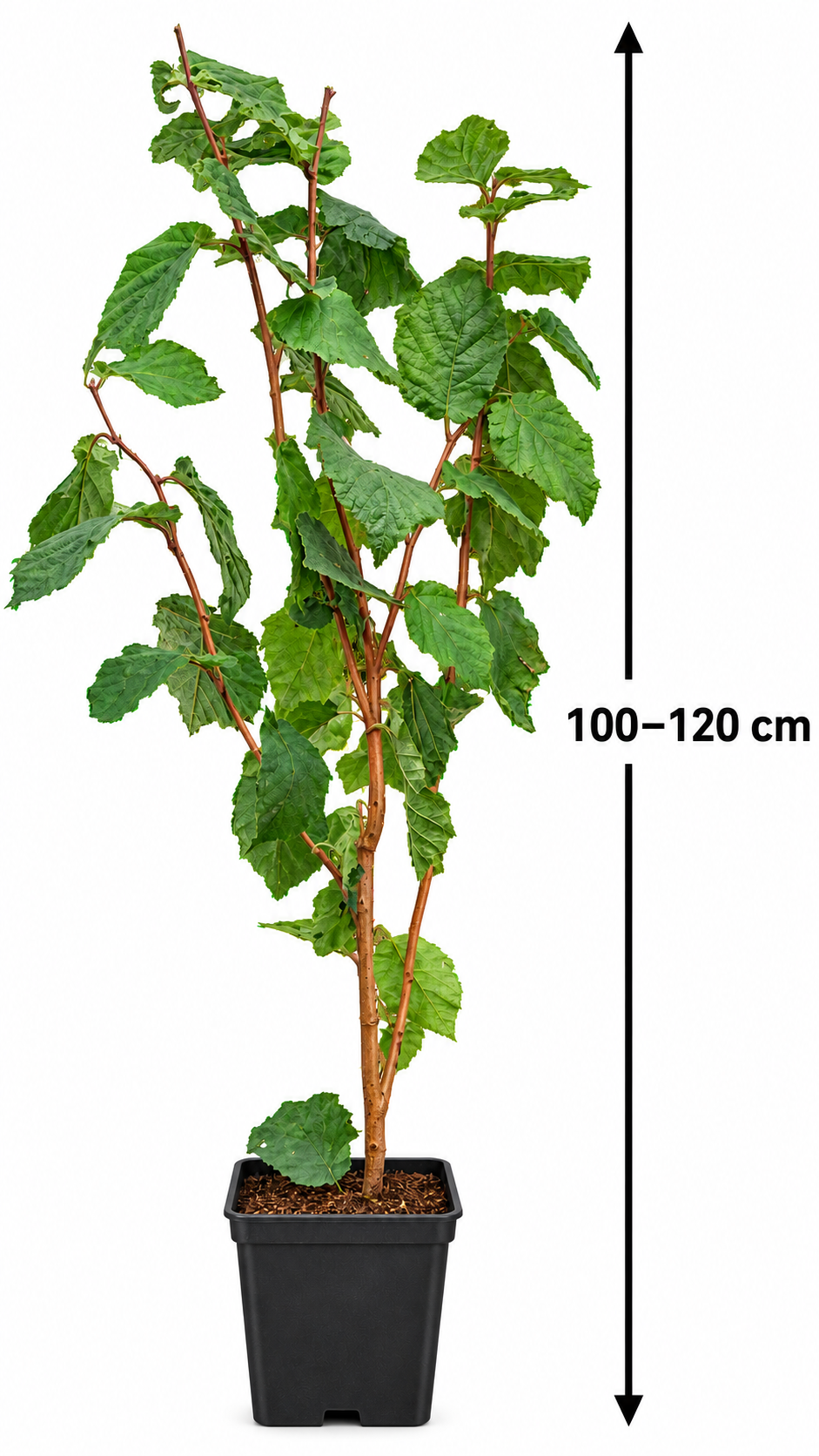 Haselnuss – Corylus avellana – winterharter Haselnussstrauch für Garten & Hecke – 100–120 cm inkl. Topf
