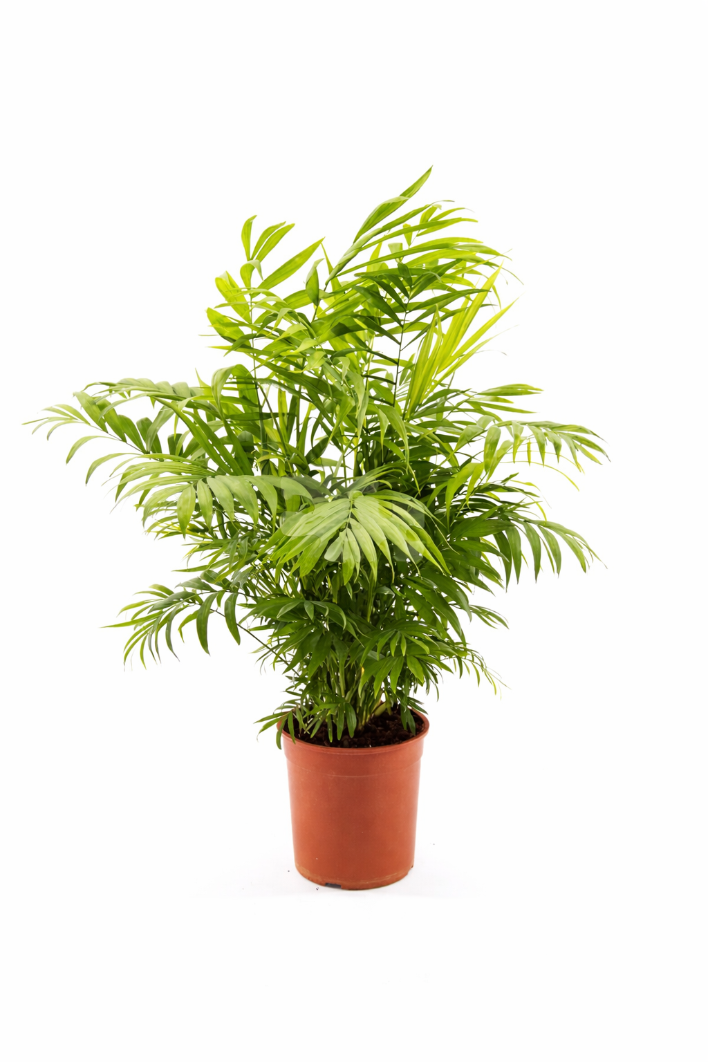 XXL Bergpalme 90–100 cm – Chamaedorea elegans Zimmerpflanze | Mexikanische Bergpalme | Pflegeleichte Grünpflanze für Wohnzimmer & Büro