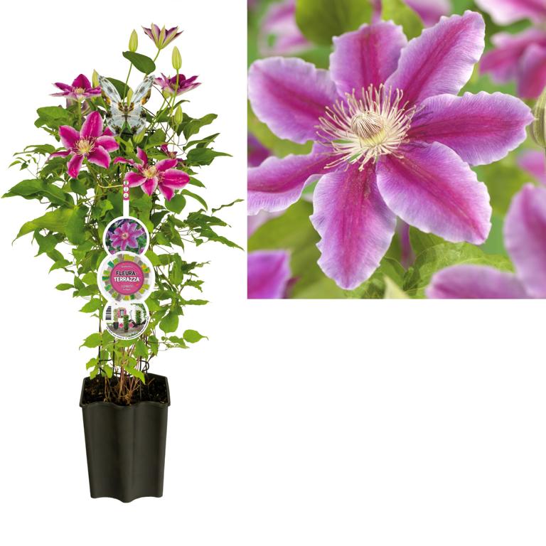 Clematis Dr. Ruppel – Großblumige Waldrebe | Kletterpflanze rosa | 30–50 cm im Topf