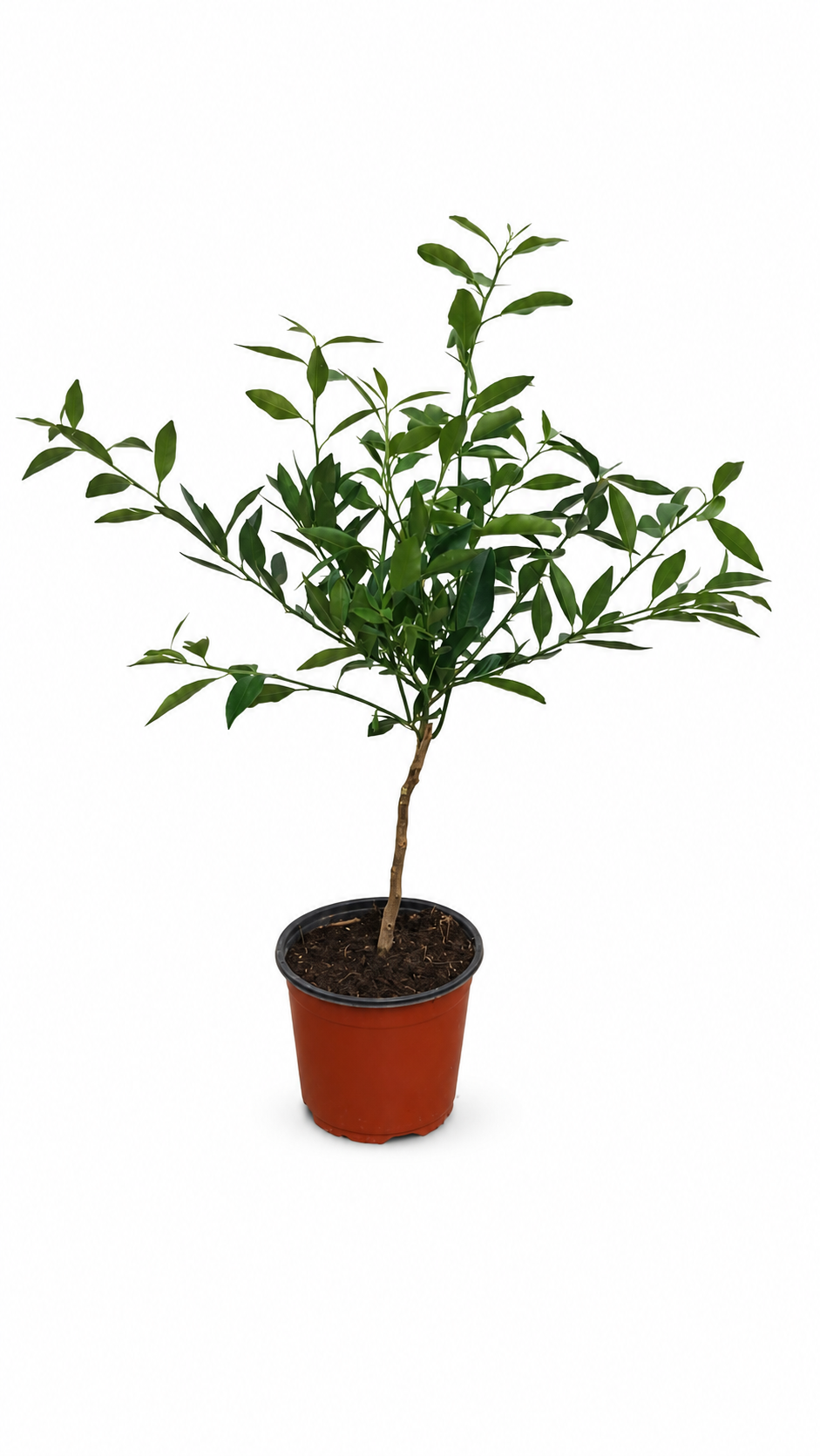 Limequat Floridana Stämmchen ca. 50 cm – Citrus × floridana, italienische Zitruspflanze und Limetten-Kumquat-Hybride