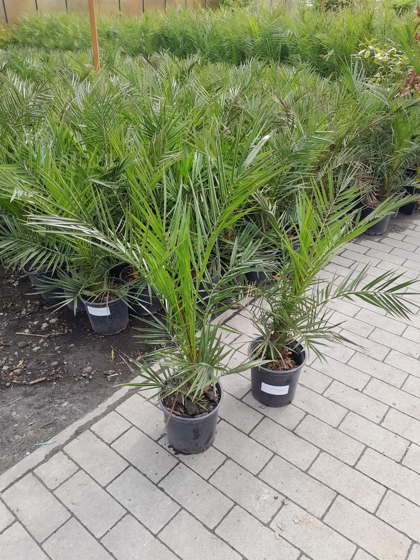 2 Stück 70-100 cm Phoenix canariensis kanarische Dattelpalme kanarische Dattelpalme kräftige Palmen keine Jungpflanzen / VERSANDKOSTENFREI