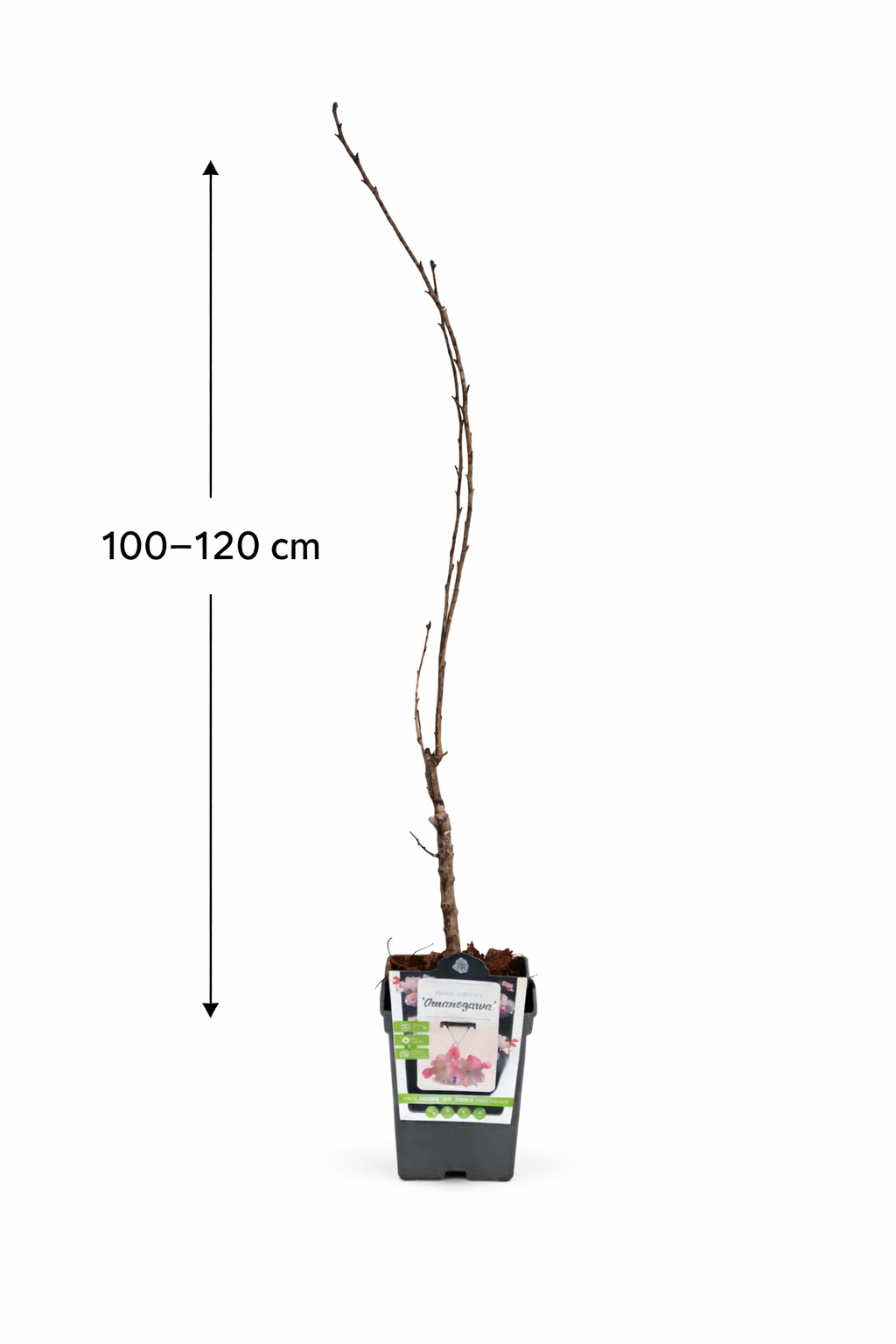 Japanische Säulenkirsche Amanogawa 100-120 cm – Schlanke Zierkirsche Prunus serrulata rosa Blüten Säulenbaum Garten Highlight